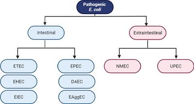 A review of the mechanisms that confer antibiotic resistance in pathotypes of E. coli